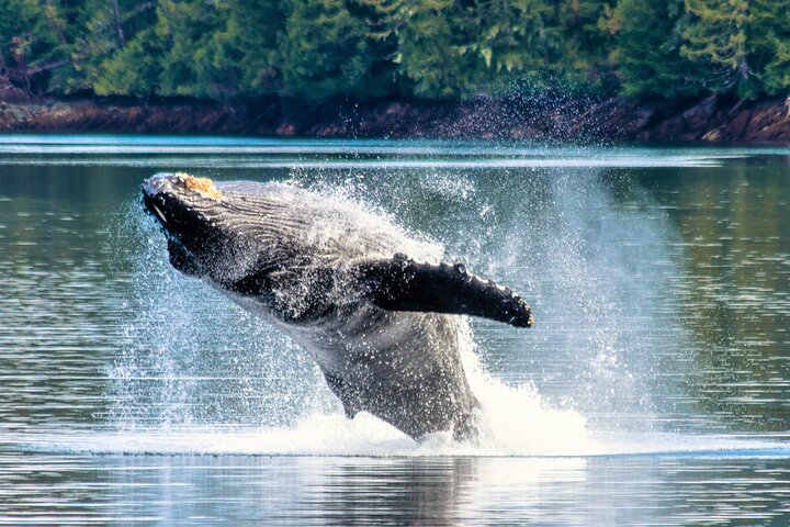 Experience an authentic Bering Sea crab fisherman tour in Ketchikan, Alaska, featuring marine life and eagles, photo 15 | wizardtrip
