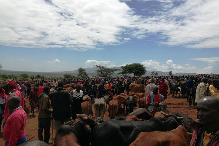 Ervaar de authentieke Masai-cultuur met dorpsbezoeken, traditionele activiteiten en gemeenschapsinteractie nabij Nairobi, foto 25 | wizardtrip