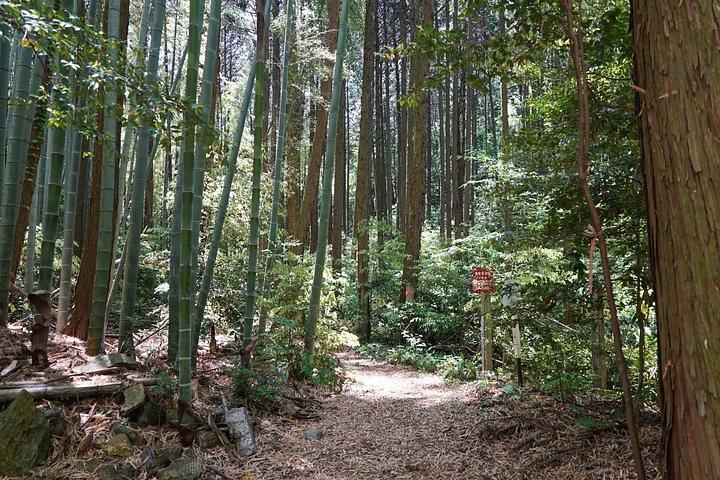 Versteckte Wanderung durch Fushimis Inari Bambushaine und Torii-Tore in Kyoto, Japan, Foto 37 | wizardtrip