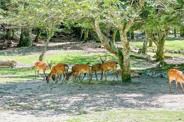 広島のガイド付きウォーキングツアーで、宮島の象徴的な厳島神社、海に浮かぶ鳥居、文化的な名所を巡りましょう、写真36 | wizardtrip