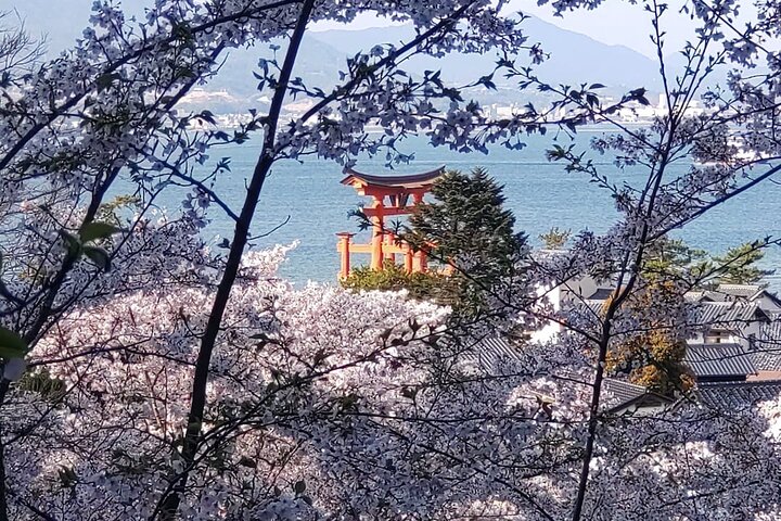 広島のガイド付きウォーキングツアーで、宮島の象徴的な厳島神社、海に浮かぶ鳥居、文化的な名所を巡りましょう、写真39 | wizardtrip