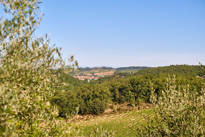Excursion d'une journée de Florence à Sienne, San Gimignano et la région viticole du Chianti, photo 35 | wizardtrip