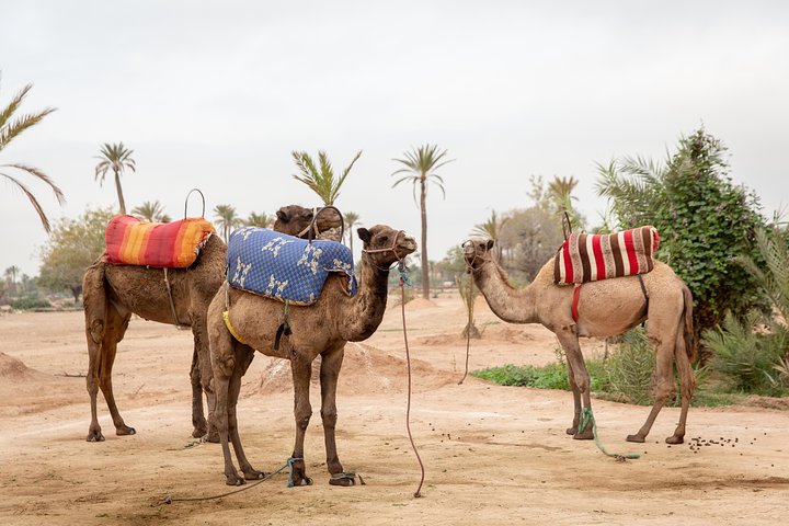 Vol en montgolfière au-dessus de Marrakech au lever du soleil avec petit-déjeuner berbère et balade à dos de dromadaire, photo 19 | wizardtrip