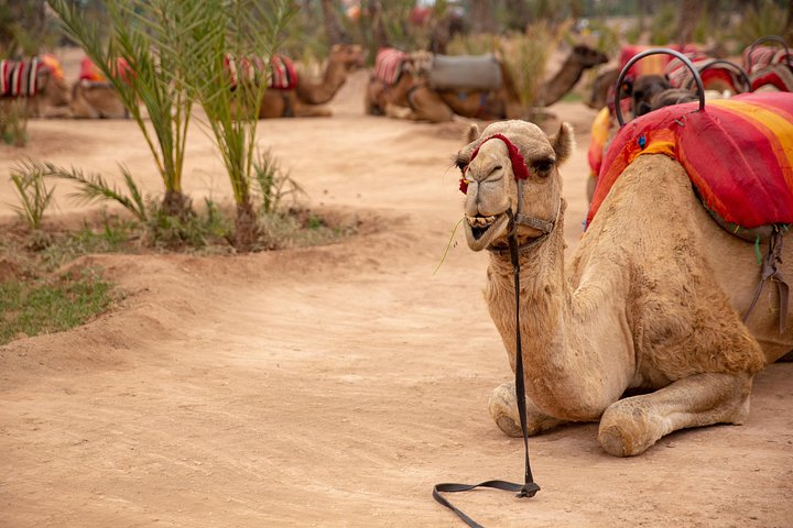 Vol en montgolfière au-dessus de Marrakech au lever du soleil avec petit-déjeuner berbère et balade à dos de dromadaire, photo 21 | wizardtrip