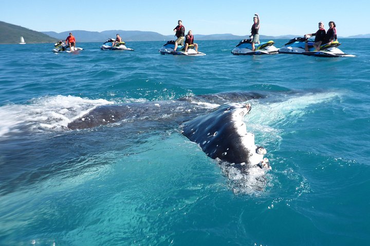Experimente a emoção de passeios guiados de jet ski pelas Whitsunday Islands, Austrália, foto 22 | wizardtrip