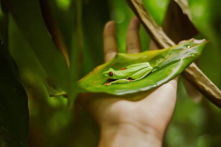 Explora la exuberante selva tropical de Costa Rica, observa perezosos y ranas, y nada en impresionantes cascadas, foto 6 | wizardtrip