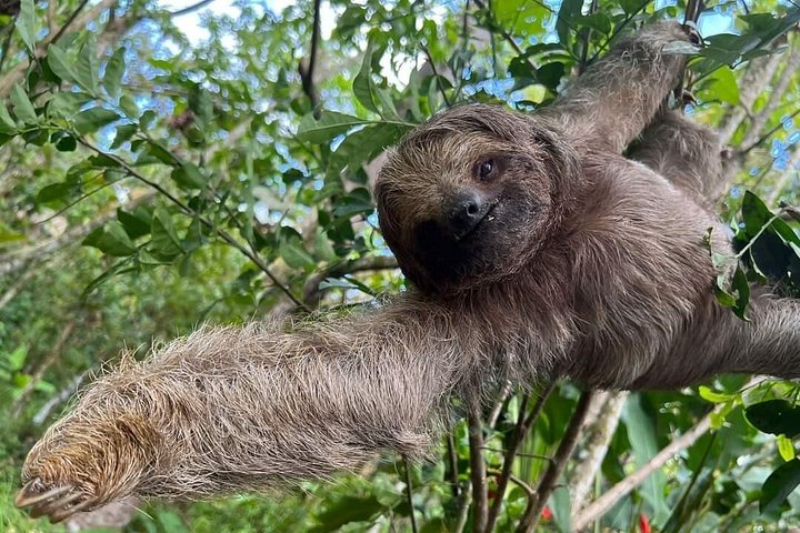 Explora la exuberante selva tropical de Costa Rica, observa perezosos y ranas, y nada en impresionantes cascadas, foto 8 | wizardtrip