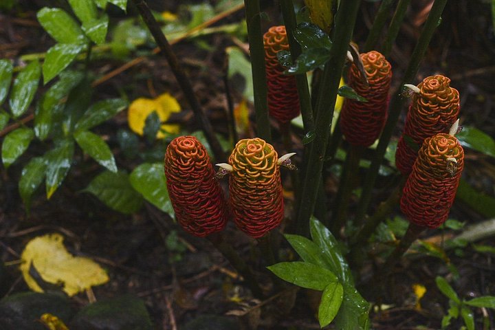 Explora la exuberante selva tropical de Costa Rica, observa perezosos y ranas, y nada en impresionantes cascadas, foto 9 | wizardtrip