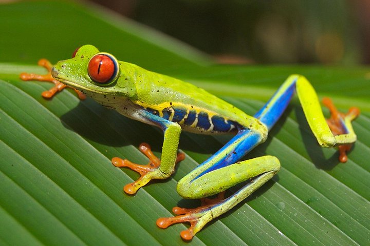 Explora la exuberante selva tropical de Costa Rica, observa perezosos y ranas, y nada en impresionantes cascadas, foto 12 | wizardtrip