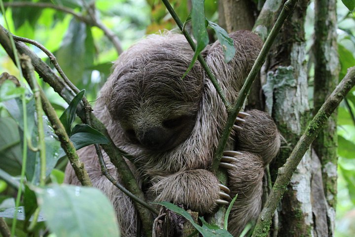 Explora la exuberante selva tropical de Costa Rica, observa perezosos y ranas, y nada en impresionantes cascadas, foto 14 | wizardtrip