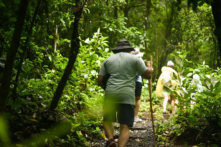 Explora la exuberante selva tropical de Costa Rica, observa perezosos y ranas, y nada en impresionantes cascadas, foto 15 | wizardtrip