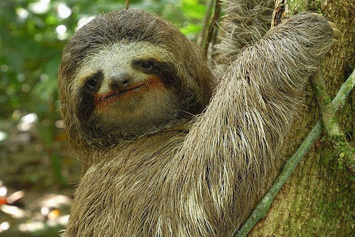 Explora la exuberante selva tropical de Costa Rica, observa perezosos y ranas, y nada en impresionantes cascadas, foto 16 | wizardtrip