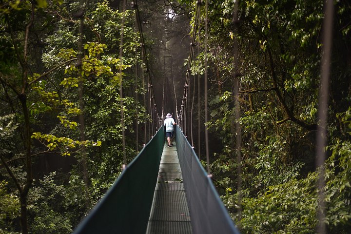 Explora la exuberante selva tropical de Costa Rica, observa perezosos y ranas, y nada en impresionantes cascadas, foto 21 | wizardtrip