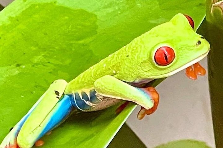 Explora la exuberante selva tropical de Costa Rica, observa perezosos y ranas, y nada en impresionantes cascadas, foto 23 | wizardtrip