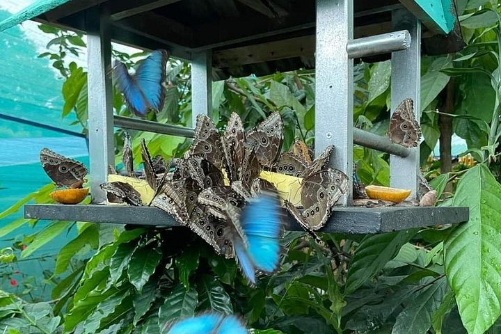 Explora la exuberante selva tropical de Costa Rica, observa perezosos y ranas, y nada en impresionantes cascadas, foto 26 | wizardtrip