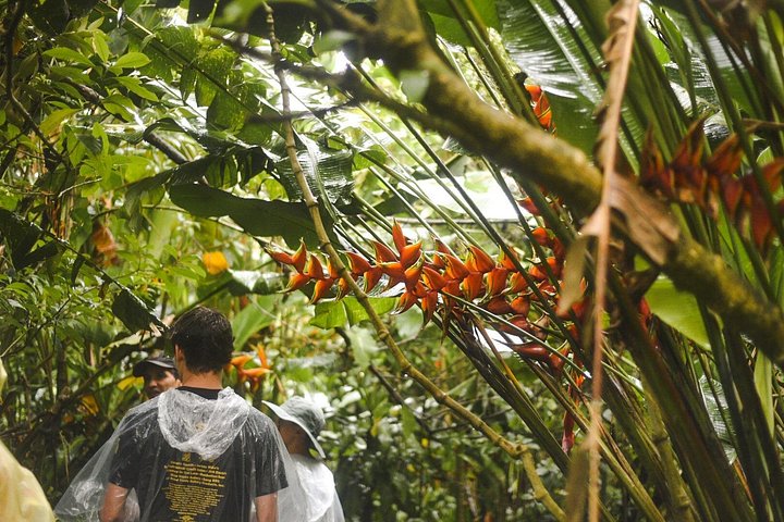 Explora la exuberante selva tropical de Costa Rica, observa perezosos y ranas, y nada en impresionantes cascadas, foto 27 | wizardtrip