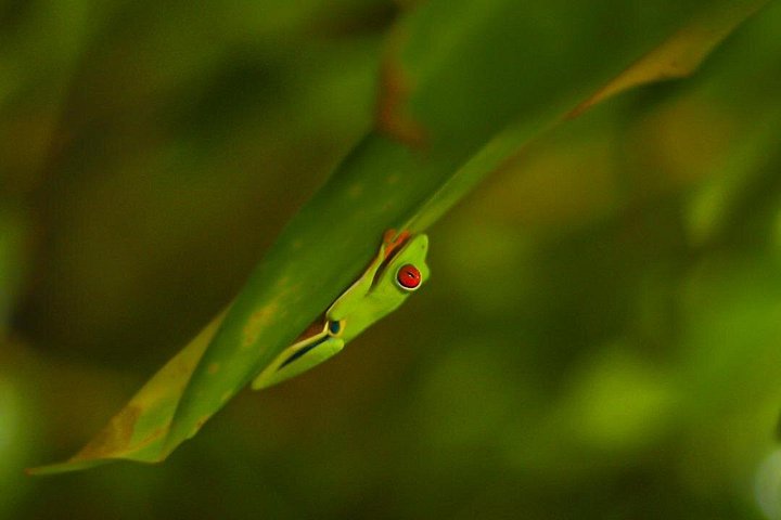 Explora la exuberante selva tropical de Costa Rica, observa perezosos y ranas, y nada en impresionantes cascadas, foto 30 | wizardtrip