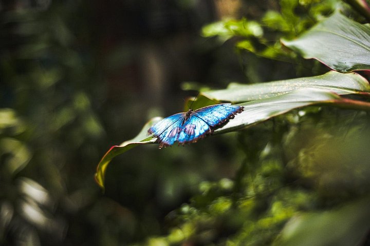 Explora la exuberante selva tropical de Costa Rica, observa perezosos y ranas, y nada en impresionantes cascadas, foto 31 | wizardtrip