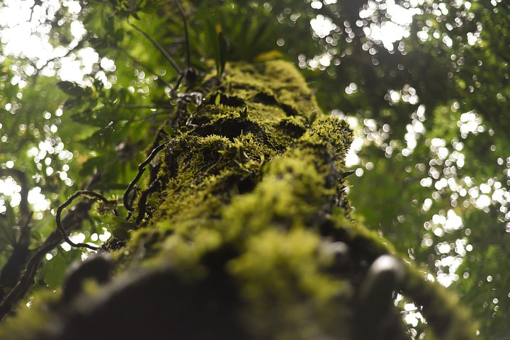Explora la exuberante selva tropical de Costa Rica, observa perezosos y ranas, y nada en impresionantes cascadas, foto 35 | wizardtrip