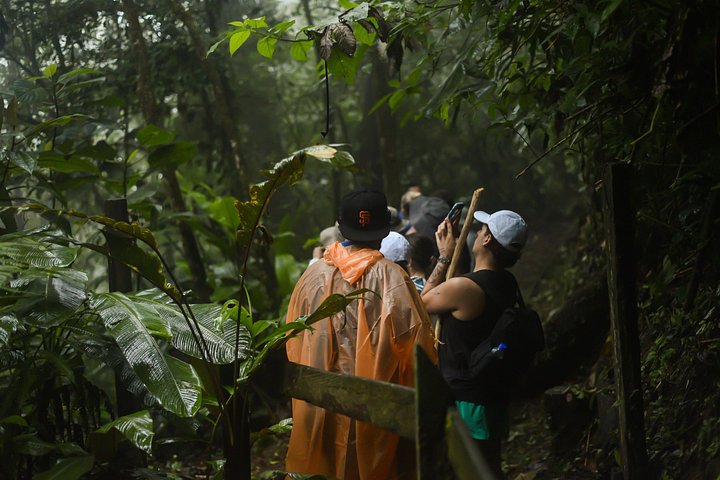 Explora la exuberante selva tropical de Costa Rica, observa perezosos y ranas, y nada en impresionantes cascadas, foto 39 | wizardtrip