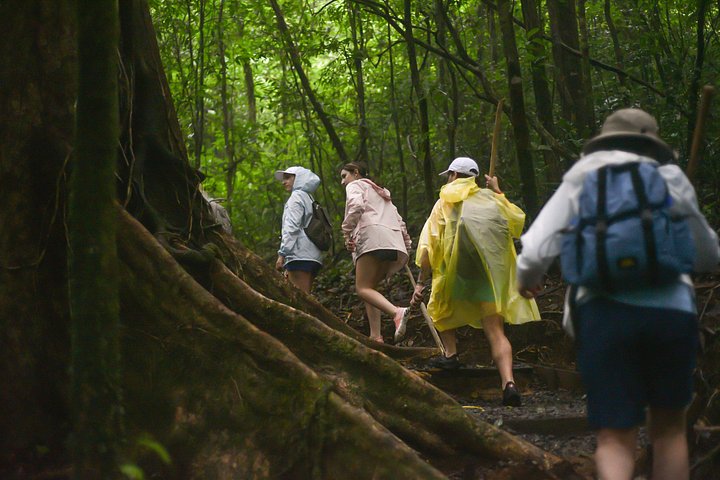 Explora la exuberante selva tropical de Costa Rica, observa perezosos y ranas, y nada en impresionantes cascadas, foto 40 | wizardtrip
