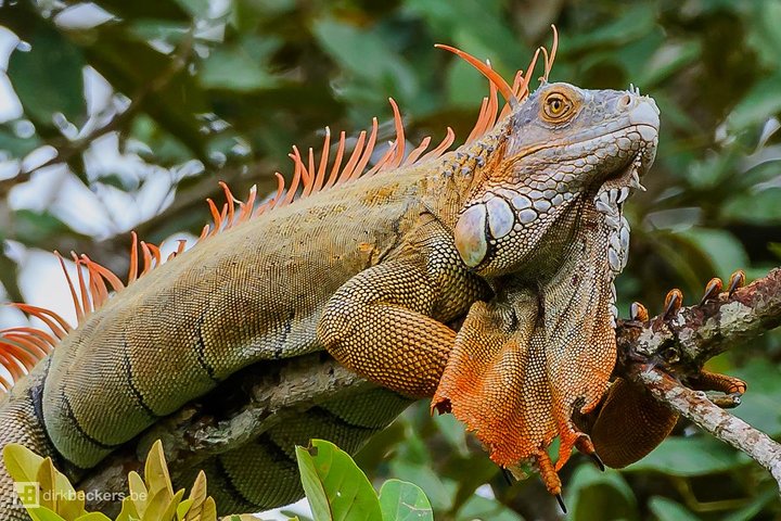 Wildlife boat safari and cultural tour in Palo Verde National Park, Guanacaste, Costa Rica, photo 6 | wizardtrip