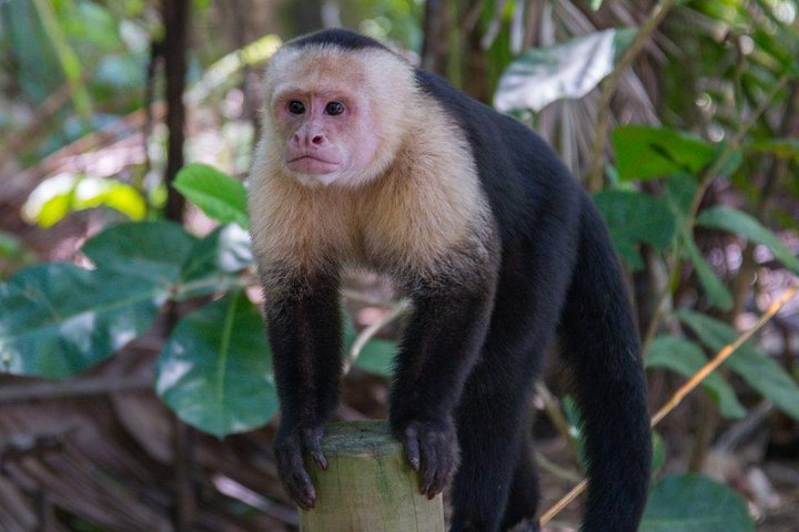 Wildlife boat safari and cultural tour in Palo Verde National Park, Guanacaste, Costa Rica, photo 8 | wizardtrip