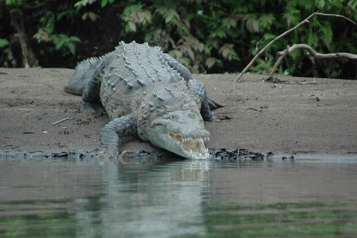 Wildlife boat safari and cultural tour in Palo Verde National Park, Guanacaste, Costa Rica, photo 11 | wizardtrip