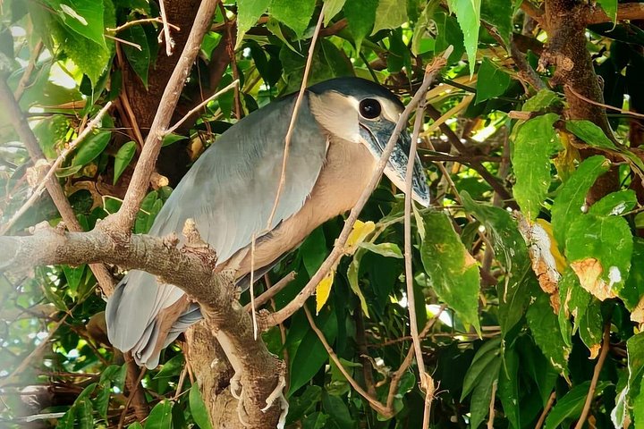 Wildlife boat safari and cultural tour in Palo Verde National Park, Guanacaste, Costa Rica, photo 16 | wizardtrip