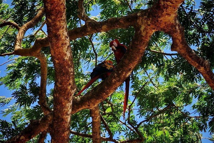 Wildlife boat safari and cultural tour in Palo Verde National Park, Guanacaste, Costa Rica, photo 20 | wizardtrip