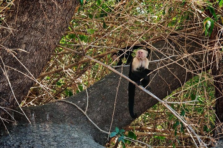 Wildlife boat safari and cultural tour in Palo Verde National Park, Guanacaste, Costa Rica, photo 22 | wizardtrip