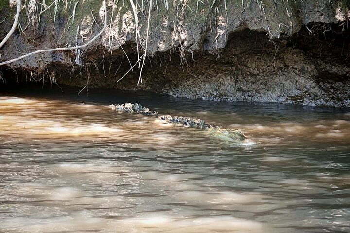Wildlife boat safari and cultural tour in Palo Verde National Park, Guanacaste, Costa Rica, photo 23 | wizardtrip