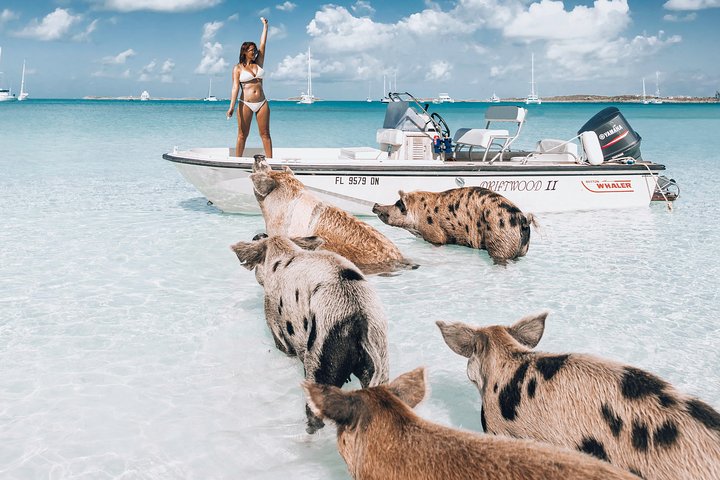 Exuma Elite Escape: 7-Stop Luxe Zwemmende Varkens Tour vanuit Nassau | wizardtrip