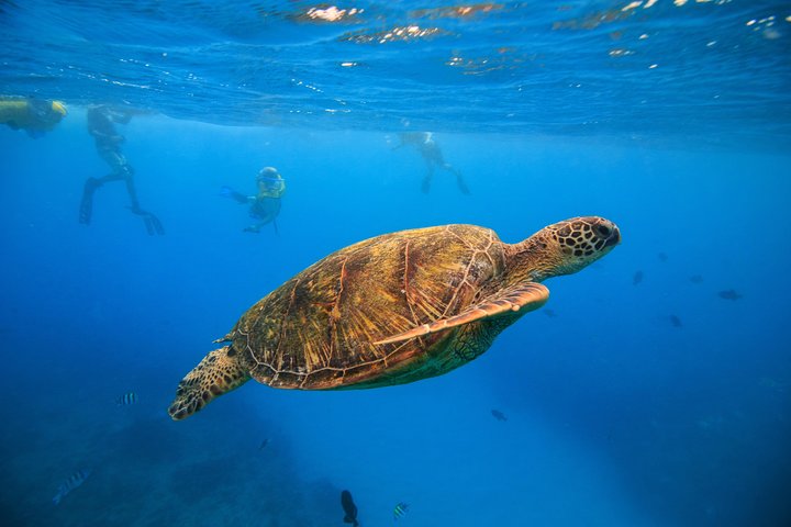 Excursion de snorkeling guidée à Waikiki Turtle Canyon : Garantie Tortues | wizardtrip