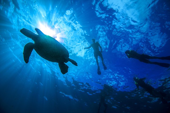 Excursion de snorkeling guidée à Oahu, Hawaï, avec des opportunités de voir des tortues marines et des poissons tropicaux, photo 6 | wizardtrip
