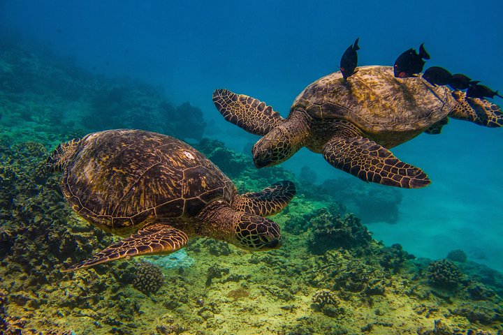 Excursion de snorkeling guidée à Oahu, Hawaï, avec des opportunités de voir des tortues marines et des poissons tropicaux, photo 7 | wizardtrip