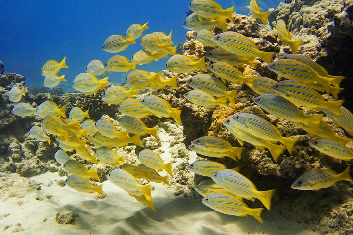 Excursion de snorkeling guidée à Oahu, Hawaï, avec des opportunités de voir des tortues marines et des poissons tropicaux, photo 10 | wizardtrip