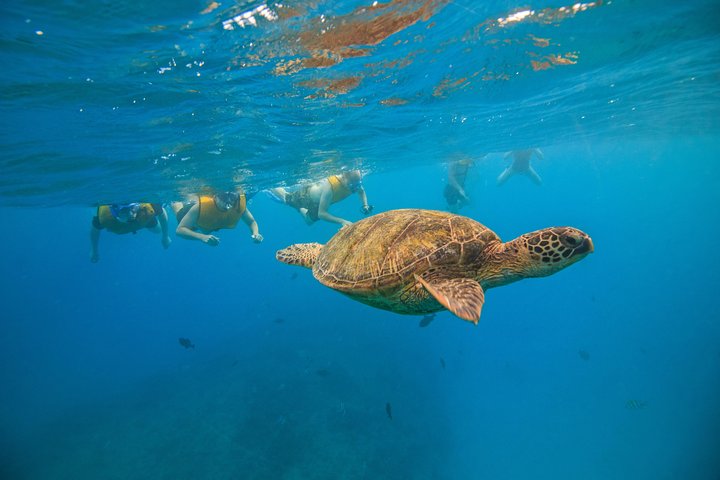 Excursion de snorkeling guidée à Oahu, Hawaï, avec des opportunités de voir des tortues marines et des poissons tropicaux, photo 11 | wizardtrip