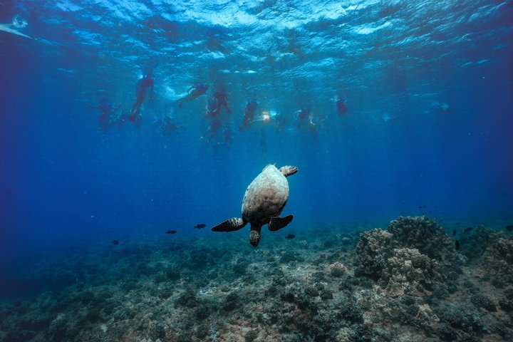 オアフ島ワイキキでの風光明媚なボートクルーズとシュノーケリングアドベンチャー、楽しいウォータースライダーと野生生物観察をお楽しみください、写真10 | wizardtrip