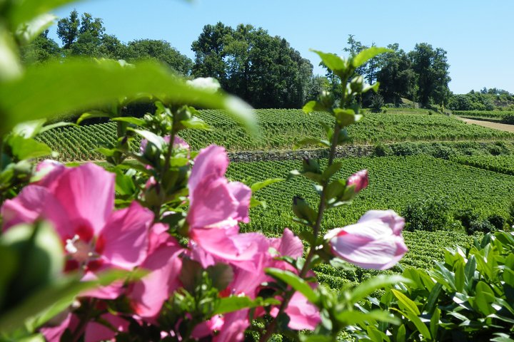 Halve dag wijn tour van Bordeaux naar Saint-Emilion, met wijngaardbezoeken en proeverijen, foto 8 | wizardtrip