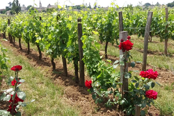 Halve dag wijn tour van Bordeaux naar Saint-Emilion, met wijngaardbezoeken en proeverijen, foto 10 | wizardtrip