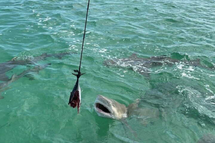 Shark and wildlife viewing adventure by catamaran in Key West, Florida, photo 6 | wizardtrip
