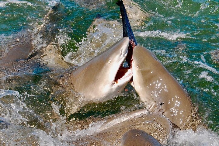 Shark and wildlife viewing adventure by catamaran in Key West, Florida, photo 7 | wizardtrip