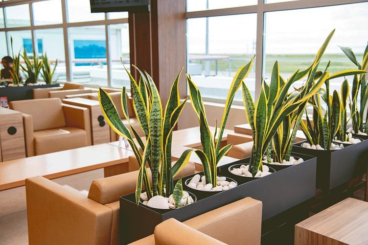 Expérience de salon VIP à l'aéroport de Montego Bay, Jamaïque, offrant passage prioritaire et détente, photo 13 | wizardtrip