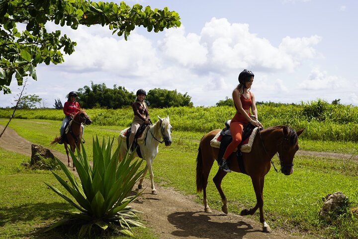 Paardrijavontuur in San Juan, Puerto Rico | wizardtrip