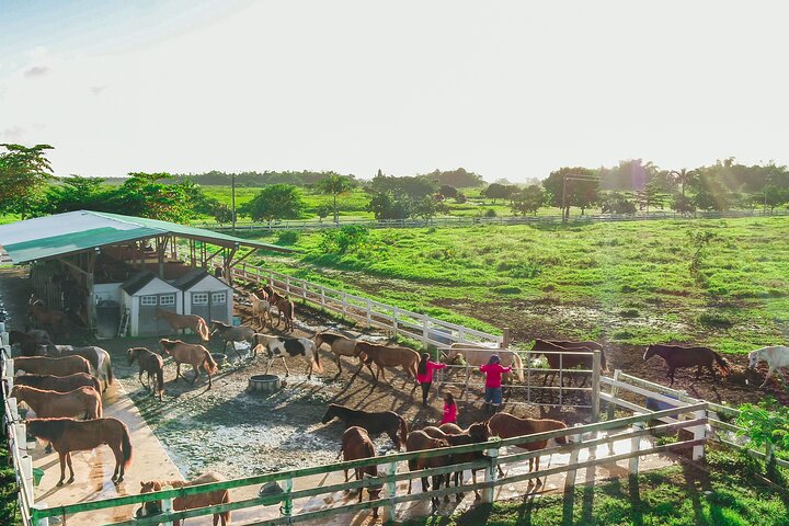 Passeio cénico a cavalo por paisagens exuberantes em San Juan, Porto Rico, foto 15 | wizardtrip