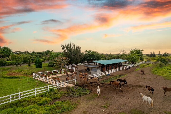 Passeio cénico a cavalo por paisagens exuberantes em San Juan, Porto Rico, foto 16 | wizardtrip