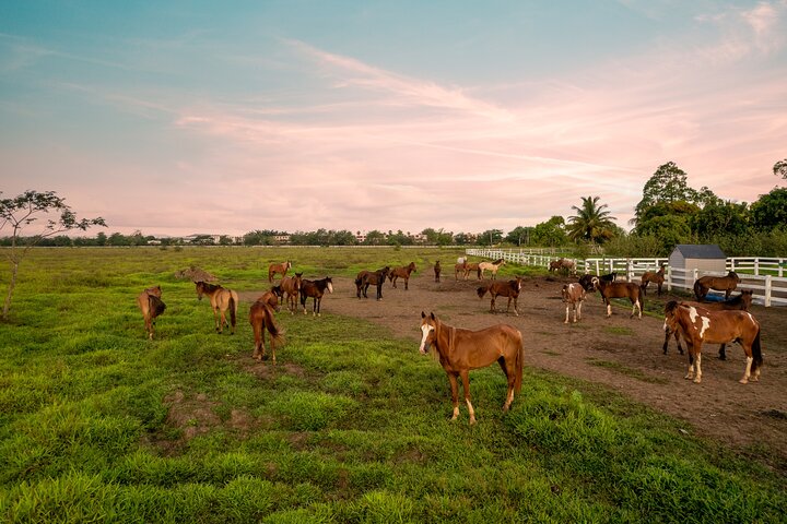 Passeio cénico a cavalo por paisagens exuberantes em San Juan, Porto Rico, foto 17 | wizardtrip