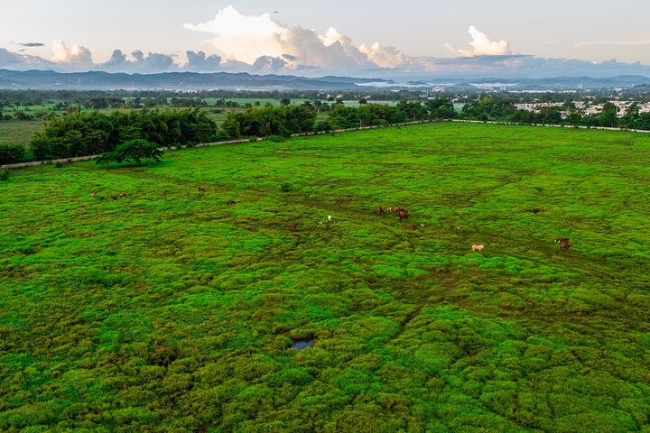 Passeio cénico a cavalo por paisagens exuberantes em San Juan, Porto Rico, foto 19 | wizardtrip