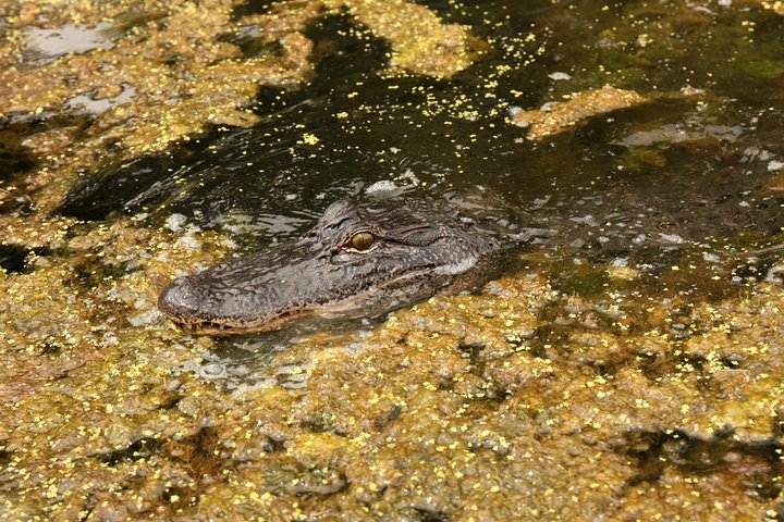 Vivez une excursion palpitante en hydroglisseur à la Nouvelle-Orléans à travers les marais de cyprès, à la recherche d'alligators, photo 6 | wizardtrip
